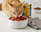 PROCAT Premium Wet Cat Food – Chunks with Salmon in Gravy for Adult Cats – 415g Can