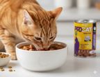 PROCAT Premium Wet Cat Food – Chunks with Turkey in Gravy for Adult Cats – 415g Can